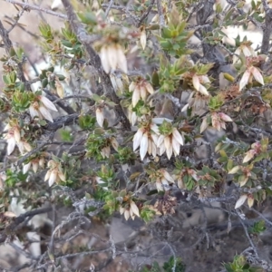 Styphelia fletcheri subsp. brevisepala at Carwoola, NSW - 5 Sep 2020