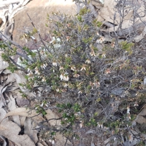 Styphelia fletcheri subsp. brevisepala at Carwoola, NSW - 5 Sep 2020