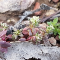 Poranthera microphylla (Small Poranthera) at Carwoola, NSW - 5 Sep 2020 by tpreston