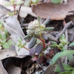 Poranthera microphylla at Carwoola, NSW - 5 Sep 2020