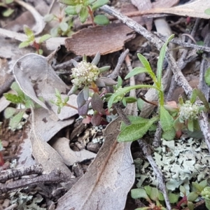 Poranthera microphylla at Carwoola, NSW - 5 Sep 2020