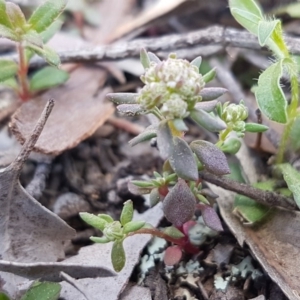 Poranthera microphylla at Carwoola, NSW - 5 Sep 2020