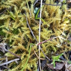 Triquetrella (A trailing moss) at Wanna Wanna Nature Reserve - 4 Sep 2020 by tpreston