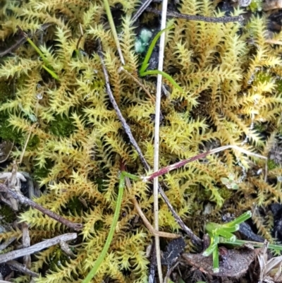 Triquetrella (A trailing moss) at Wanna Wanna Nature Reserve - 4 Sep 2020 by tpreston