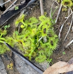 Drosera sp. (A Sundew) at Flea Bog Flat, Bruce - 4 Sep 2020 by JVR