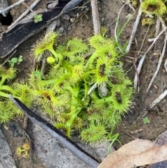 Drosera sp. (A Sundew) at Bruce, ACT - 4 Sep 2020 by JVR