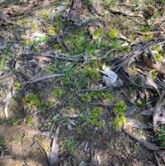 Drosera sp. at Bruce, ACT - 4 Sep 2020