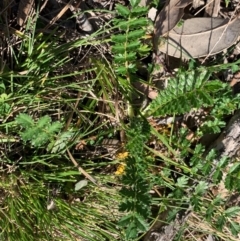 Acaena (genus) (A Sheep's Burr) at Bruce, ACT - 4 Sep 2020 by JVR