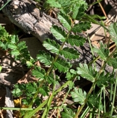 Acaena (genus) at Bruce, ACT - 4 Sep 2020