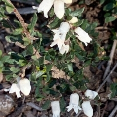 Cryptandra amara (Bitter Cryptandra) at Bruce Ridge to Gossan Hill - 4 Sep 2020 by JVR