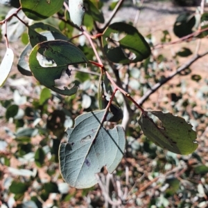 Eucalyptus polyanthemos at Hughes, ACT - 5 Sep 2020 01:51 PM