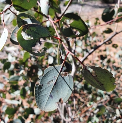 Eucalyptus polyanthemos (Red Box) at Hughes, ACT - 5 Sep 2020 by TomT