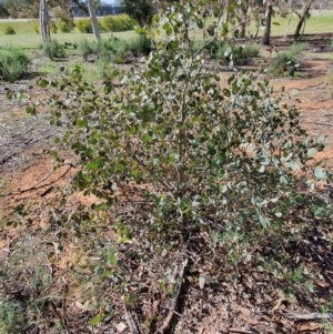 Eucalyptus polyanthemos at Hughes, ACT - 5 Sep 2020