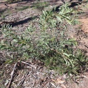 Acacia rubida at Hughes, ACT - 5 Sep 2020