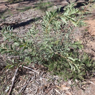 Acacia rubida (Red-stemmed Wattle, Red-leaved Wattle) at Hughes Grassy Woodland - 5 Sep 2020 by TomT