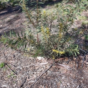 Acacia rubida at Hughes, ACT - 5 Sep 2020