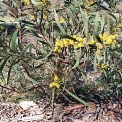 Acacia rubida at Hughes, ACT - 5 Sep 2020