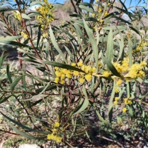 Acacia rubida at Hughes, ACT - 5 Sep 2020