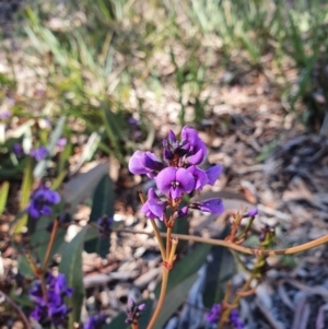 Hardenbergia violacea at Hughes, ACT - 5 Sep 2020