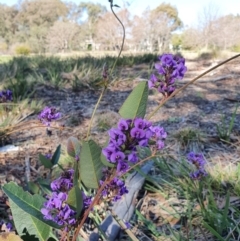 Hardenbergia violacea at Hughes, ACT - 5 Sep 2020