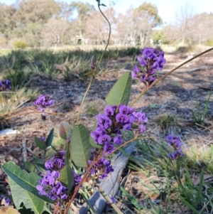 Hardenbergia violacea at Hughes, ACT - 5 Sep 2020