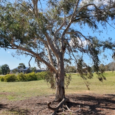 Eucalyptus sp. (A Gum Tree) at Hughes Grassy Woodland - 5 Sep 2020 by TomT