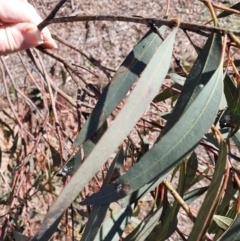 Eucalyptus sp. at Hughes, ACT - 5 Sep 2020 02:08 PM