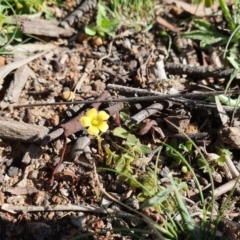 Oxalis sp. (Wood Sorrel) at Hughes, ACT - 5 Sep 2020 by TomT