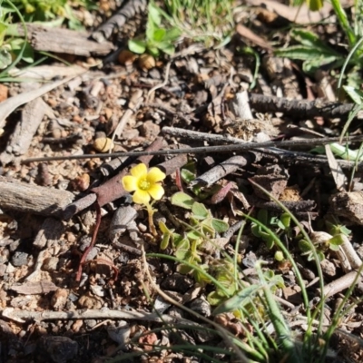 Oxalis sp. (Wood Sorrel) at Hughes Grassy Woodland - 5 Sep 2020 by TomT