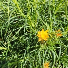 Xerochrysum viscosum (Sticky Everlasting) at Hughes Grassy Woodland - 5 Sep 2020 by TomT