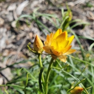 Xerochrysum viscosum at Hughes, ACT - 5 Sep 2020