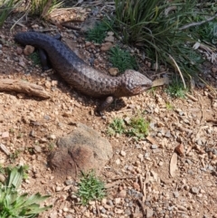 Tiliqua rugosa (Shingleback Lizard) at Mount Ainslie - 5 Sep 2020 by BelcoKen