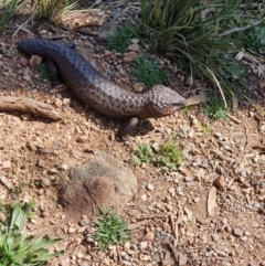 Tiliqua rugosa (Shingleback Lizard) at Majura, ACT - 5 Sep 2020 by BelcoKen