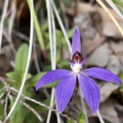 Cyanicula caerulea (Blue Fingers, Blue Fairies) at Downer, ACT - 4 Sep 2020 by PeterR