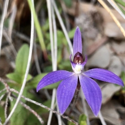 Cyanicula caerulea (Blue Fingers, Blue Fairies) at Downer, ACT - 5 Sep 2020 by PeterR