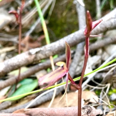 Cyrtostylis reniformis (Common Gnat Orchid) at Black Mountain - 4 Sep 2020 by PeterR