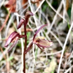 Cyrtostylis reniformis at suppressed - suppressed