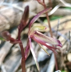 Cyrtostylis reniformis at suppressed - suppressed