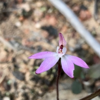 Caladenia fuscata (Dusky Fingers) at Downer, ACT - 5 Sep 2020 by PeterR