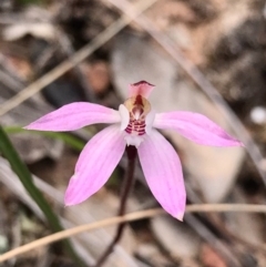 Caladenia fuscata at Downer, ACT - suppressed