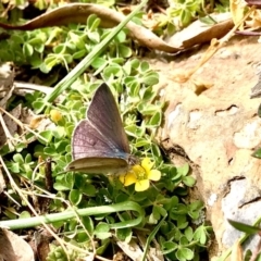 Erina hyacinthina (Varied Dusky-blue) at Downer, ACT - 4 Sep 2020 by PeterR