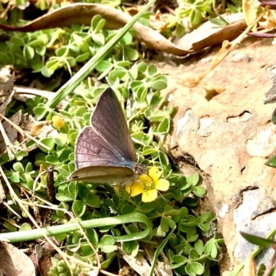 Erina hyacinthina (Varied Dusky-blue) at Black Mountain - 5 Sep 2020 by PeterR