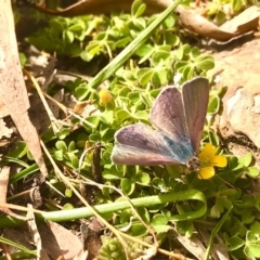 Erina hyacinthina at Black Mountain - 5 Sep 2020 12:03 AM