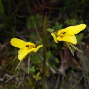 Diuris chryseopsis at Holt, ACT - suppressed