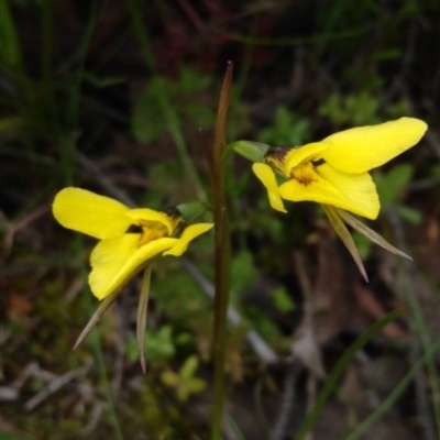 Diuris chryseopsis (Golden Moth) at Holt, ACT - 5 Sep 2020 by ChristianFricker