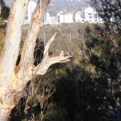 Eolophus roseicapilla (Galah) at Red Hill Nature Reserve - 24 Aug 2020 by MichaelMulvaney