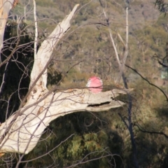 Eolophus roseicapilla at Garran, ACT - 25 Aug 2020