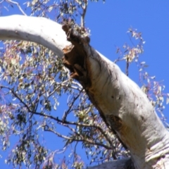 Dacelo novaeguineae (Laughing Kookaburra) at O'Malley, ACT - 24 Aug 2020 by MichaelMulvaney