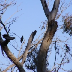 Callocephalon fimbriatum (Gang-gang Cockatoo) at O'Malley, ACT - 3 Sep 2020 by MichaelMulvaney