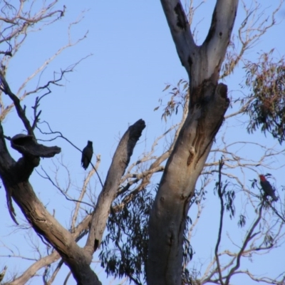 Callocephalon fimbriatum (Gang-gang Cockatoo) at O'Malley, ACT - 4 Sep 2020 by MichaelMulvaney